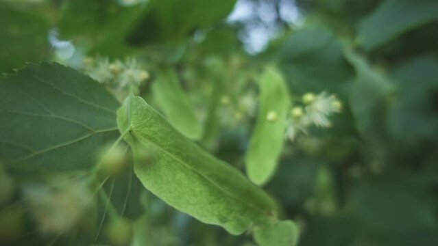Tilia platyphyllos, large-leaved lime or large-leaved linden, is flowering plant in family Malvaceae (Tiliaceae). It is deciduous tree, native to much of Europe, growing on lime-rich soils.