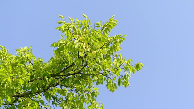 Celtis occidentalis, known as common hackberry