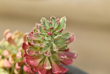 Close-up of Euphorbia ritchiei with tricolor shade (yellow, green, red), a colorful succulent plant with natural soft light for decorating in the garden.