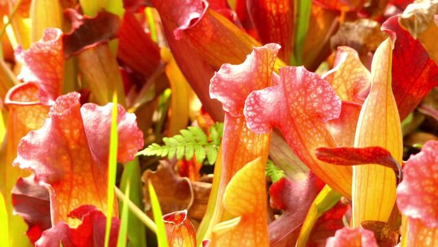 Sarracenia chelsonii is hybrid purpurea and rubra
