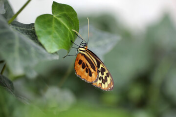 un papillon machaon en pleine nutrition - 769425101