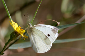 un papillon blanc sur un pissenlit - 769425170