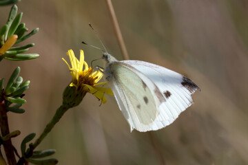 joli papillon blanc