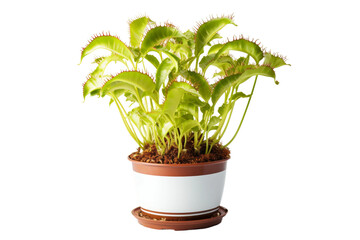 Serene Oasis: Lush Potted Plant. On a White or Clear Surface PNG Transparent Background.