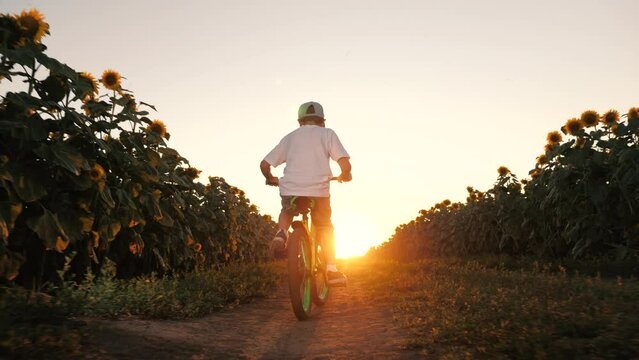 Active little boy riding on bike at road surrounded by sunflower field sunset sun light back view. Male kid child driving on cycle enjoy freedom and happy childhood at agriculture farm flower harvest