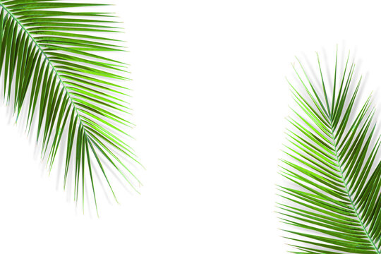Natural green palm leaf isolated on white background. Tropical coconut palm branches with shadow. Evergreen plant foliage, clip art for summer design elements, cut out, PNG