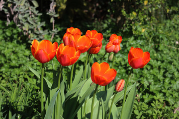Bright red Tulip flowers in bloom in the garden on springtime. Tulipa plants in the flowerbed