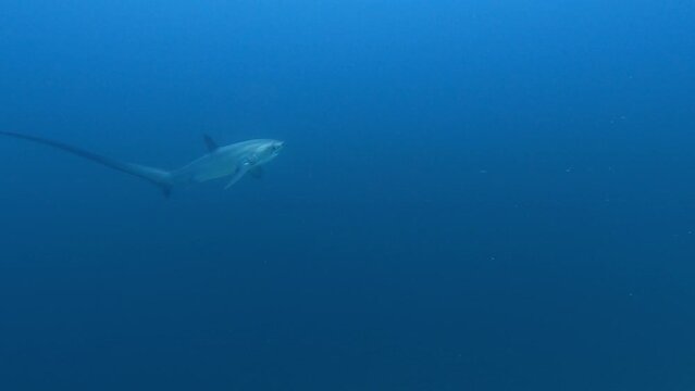 Thresher shark ascending from deep blue sea, wide tracking shot