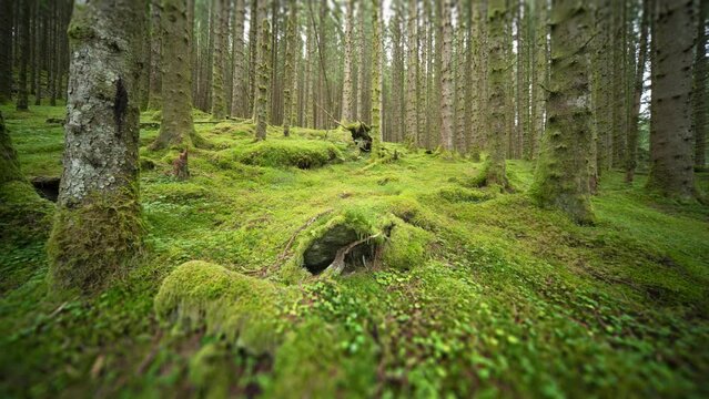 Old tall pine trees rise above the hummocky moss-covered forest floor.