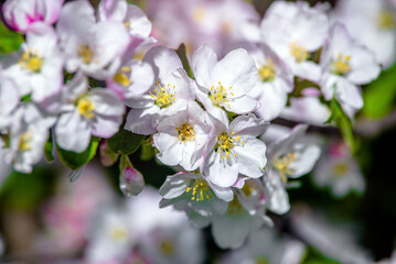Naklejka na ściany i meble appletree blossom branch in the garden in spring