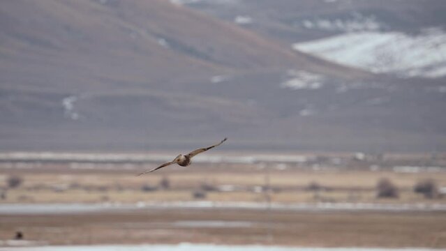 Rough-Legged Hawk flying over farm fields in the Spring on the border of Wyoming and Utah.