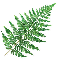 Fern Leaves Clipart clipart isolated on white background