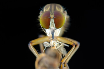 close up robber fly with prey