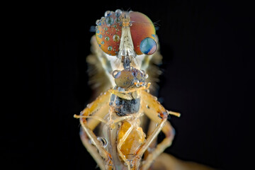 close up robber fly with prey
