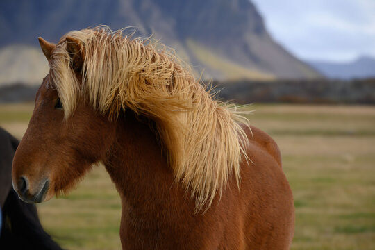 The Icelandic horses on landscapes