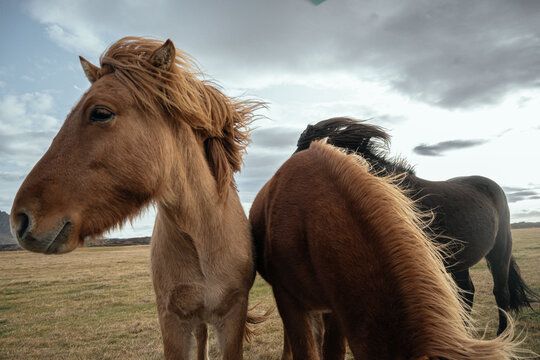 The Icelandic horses on landscapes