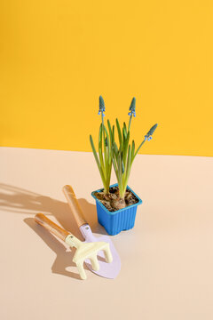 Muscari armeniacum flowers and garden rake. Garden floral concept
