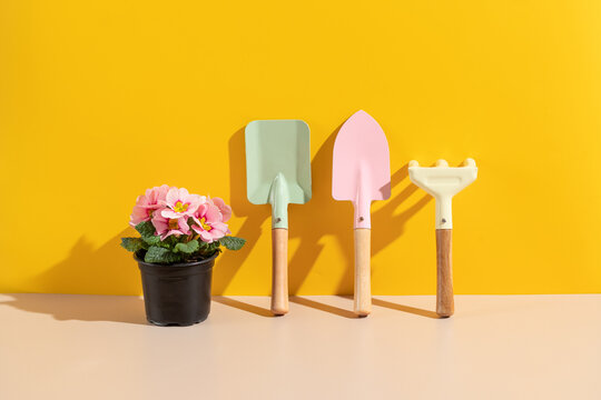 Gardening tools with Pink primrose in pot. Backdrop for garden shop.
