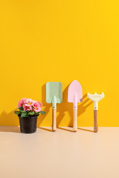 stilllife with flowers primrose flower and gardening Tools
