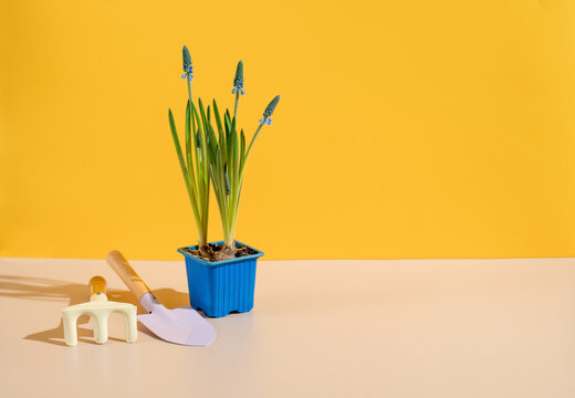 Spring Gardening Tools with flower in pot