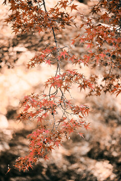 Red Japanese Maple leaves on tree