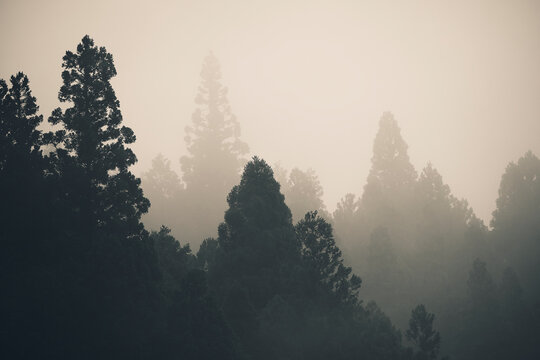 Fototapeta Mist rises over forest in Gifu Japan