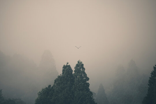 Bird flies through mist over trees in Gifu Japan