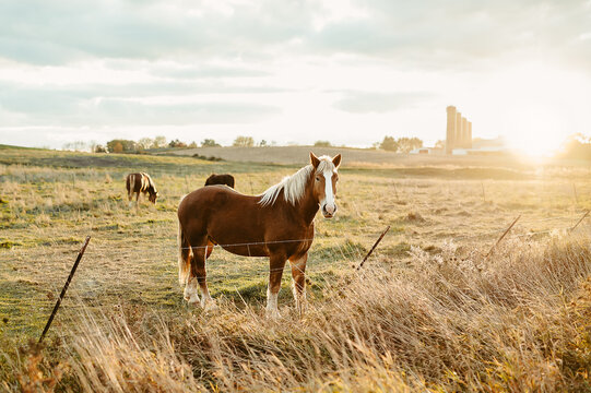 Tan amish horse in a field at golden hour in rural Wisconsin