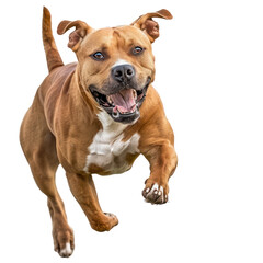 American Staffordshire Terrier running on transparency background PNG
