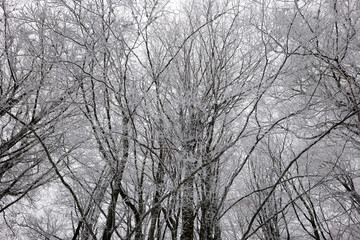 View of frozen trees in the forest. 