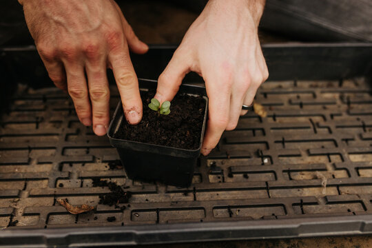 Close up of man potting up a cauliflower seedling inside home