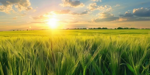 green field of young wheat sunset 