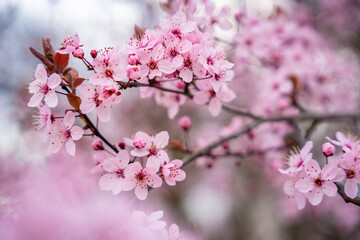 Obraz premium Beautiful spring background with pink flowers of cherry tree in spring time in Prague park
