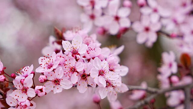 Beautiful spring background with pink flowers of cherry tree in spring time in Prague park