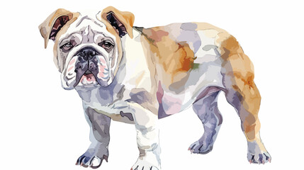 Watercolor English Bulldog  Flat vector isolated on w - obrazy, fototapety, plakaty