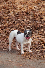 Turin, Italy. Female Pug dog without collar with white fur with black spots, with tongue sticking out, looking towards the camera. Background of fallen leaves in a park in winter.