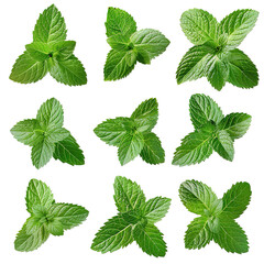 Collection of fresh mint leaves isolated on a Transparent Background. Generative AI - obrazy, fototapety, plakaty