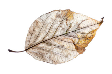 Dry Leaf Decor on Transparent Background