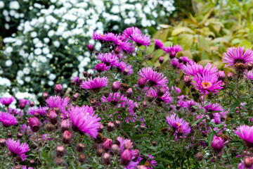 white and violet flowers in the garden