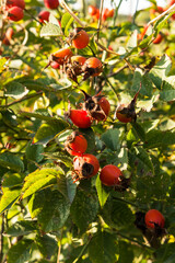 red rose hip on a branch on sunny summer day