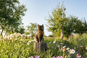 little funny multicolored cat sitting on a stump in the garden in green grass on a sunny summer day