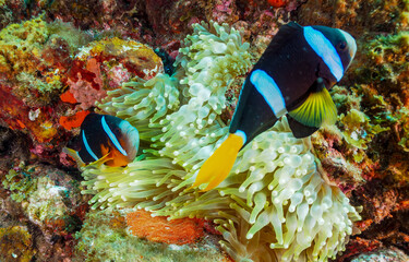 Underwater coral fish