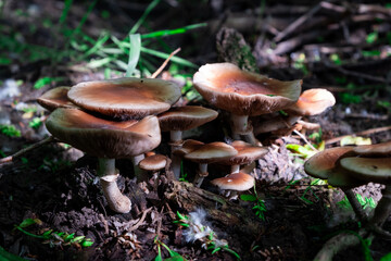 a group of russula mushrooms in the forest - obrazy, fototapety, plakaty