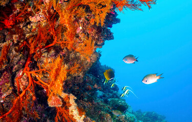tropical coral reef underwater