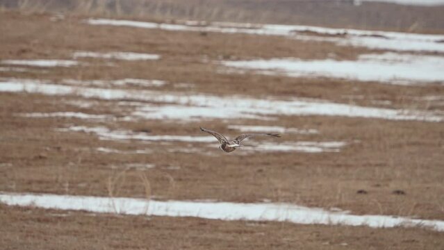 Rough-Legged Hawk flying away over farm field in Spring through Northern Utah.