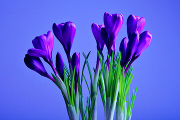 Crocus flowers in a pot with soil. On a white isolated background. Spring flower, purple, flower garden. Rose. Geocinth. irises.birthday. Valentine's Day. March 8. Holiday concept. Place for text