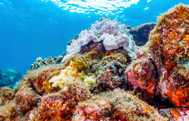 Underwater coral reef in the sea