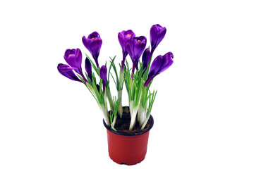 Naklejka na ściany i meble Crocus flowers in a pot with soil. On a white isolated background. Spring flower, purple, flower garden. Rose. Geocinth. irises.birthday. Valentine's Day. March 8. Holiday concept. Place for text