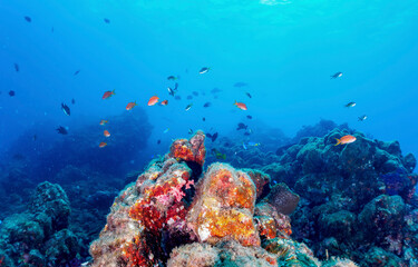 Naklejka na ściany i meble Underwater coral reef in sea