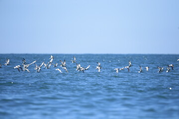 Bird in flight - Black-naped Tern Juvenile (Sterna sumatrana) on Gulf of Thailand